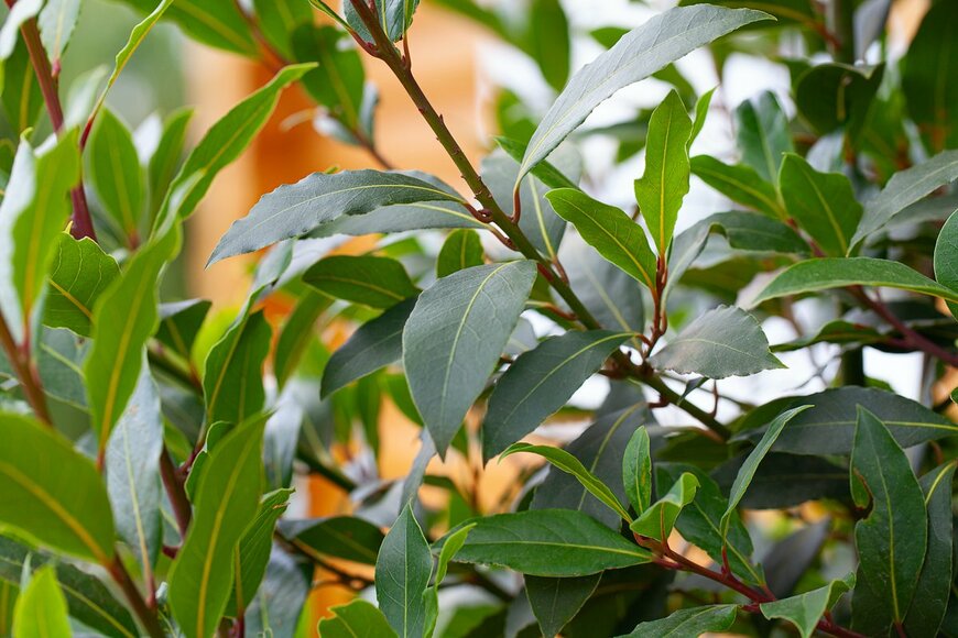 Diana Taliun/Shutterstock.com