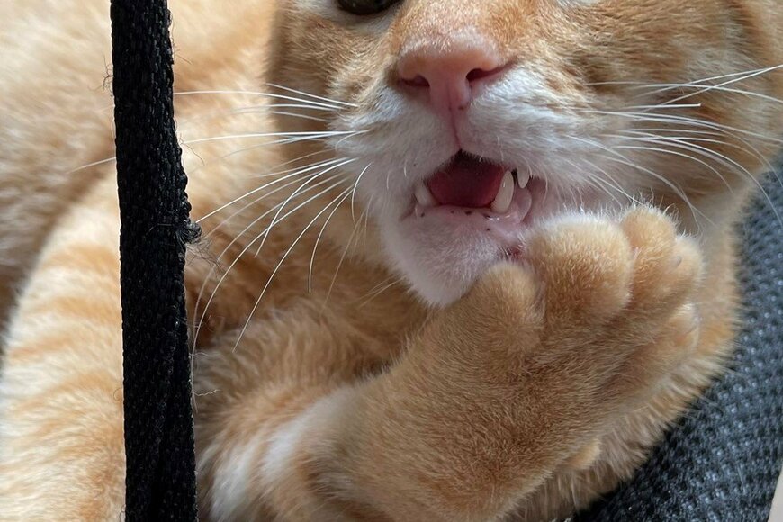 「虫歯痛い…」保護猫さん、面白ショットで家族に笑顔もたらす