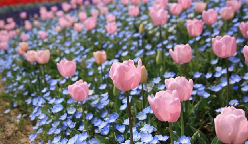 【春のガーデニング】色の組み合わせでオシャレな庭に！ピンクの花10種＆ブルーの花5種を紹介【ガーデニングアーカイブ2022/2】