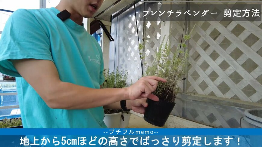 フレンチラベンダーの剪定をする場所。地上5cm