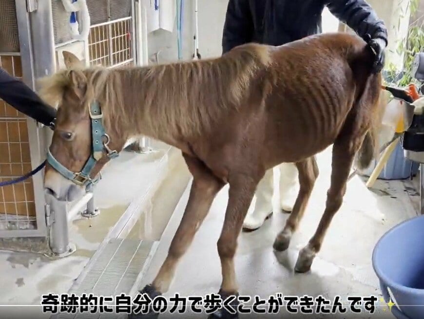 神戸市立王子動物園