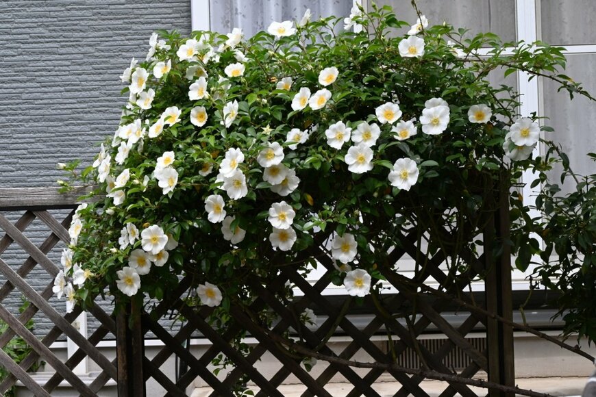 トレリスに絡ませたつるバラが、白い花を咲かせている