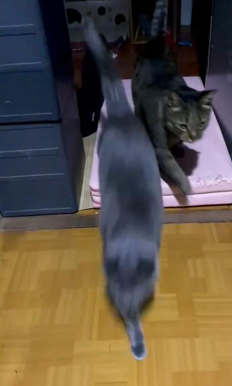 4番目の猫