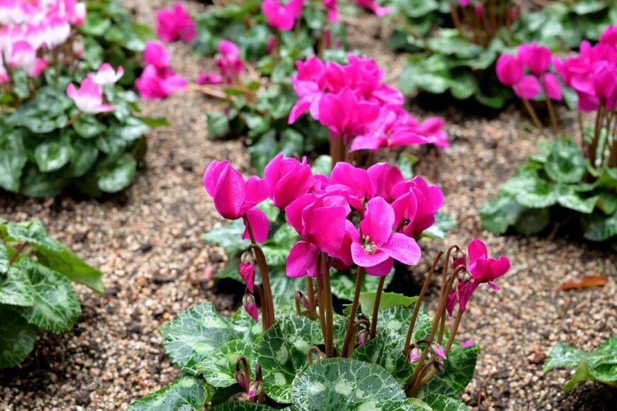 濃いピンク色の花を咲かせている、ガーデンシクラメン