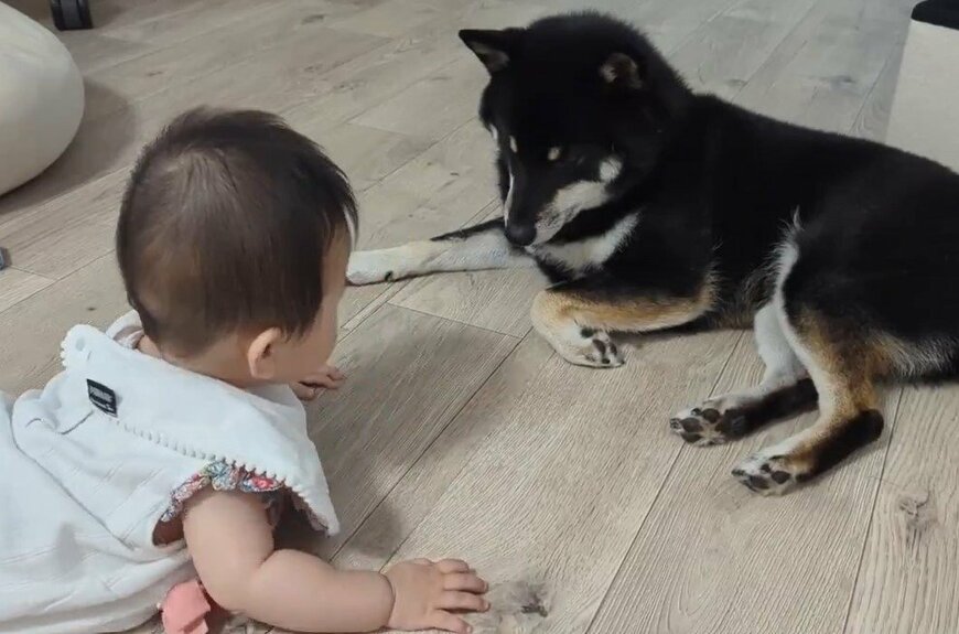 柴犬と赤ちゃん
