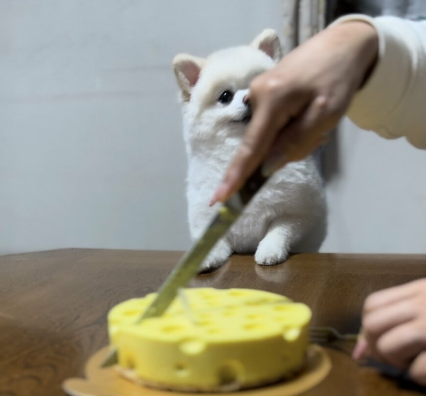 ケーキと犬