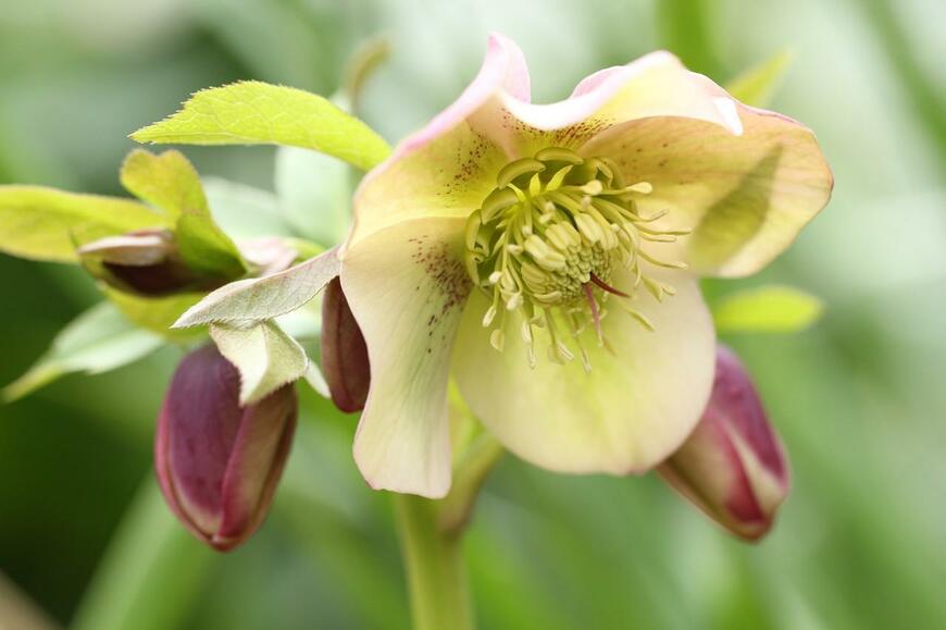 薄いクリーム色の花を咲かせているクリスマスローズ