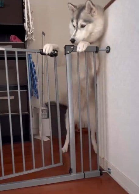 ゲートの前のハスキー犬