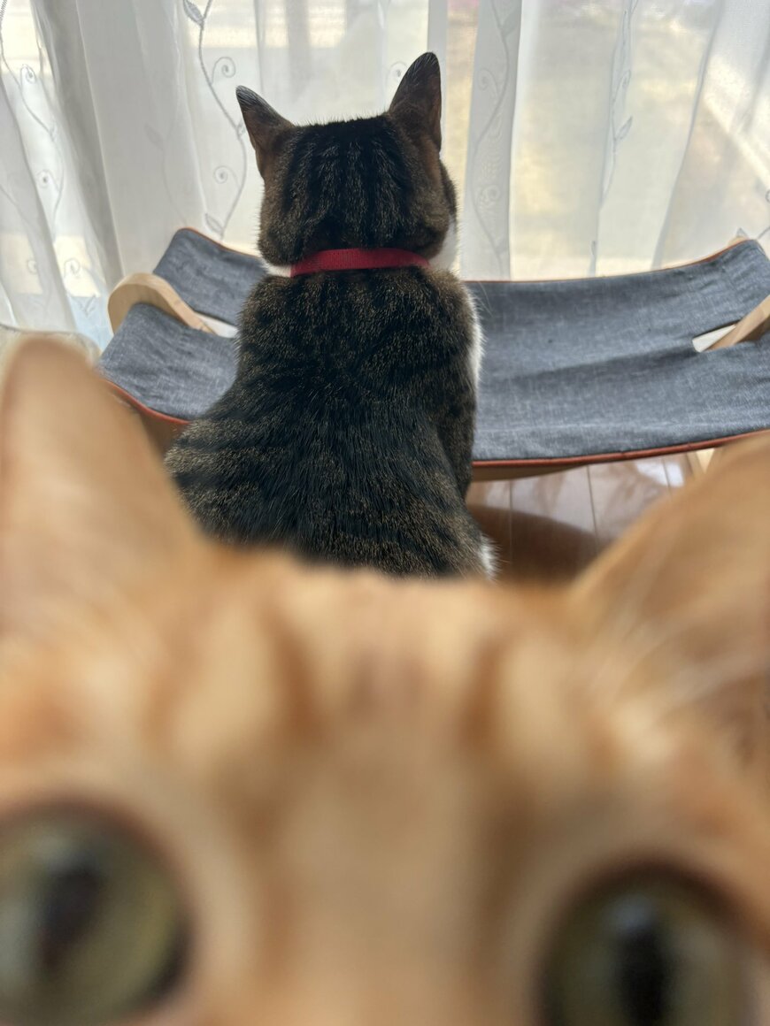 写り込む猫ちゃん