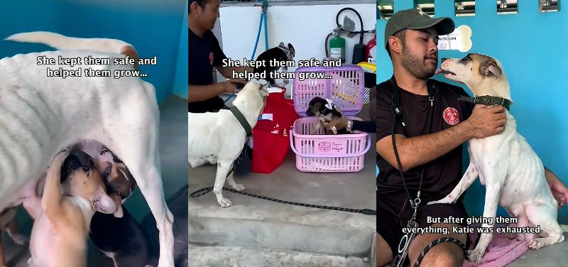 子犬に授乳する母犬と、保護後のケイティ