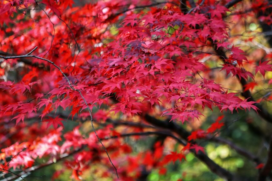 真っ赤に紅葉したイロハモミジ