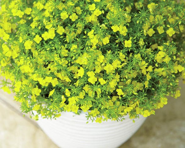 サントリーフラワーズ　リトルチュチュ