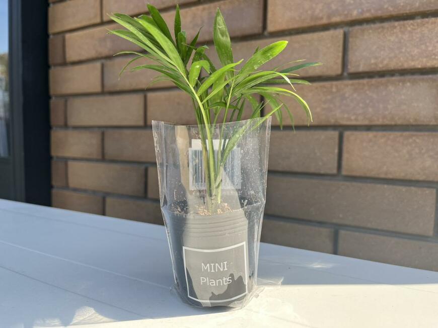 キャンドゥ「MINI Plants」