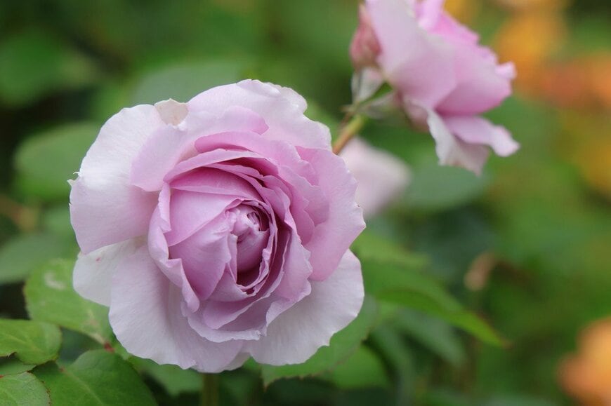青みがかった薄紫色の花を咲かせている、リラ