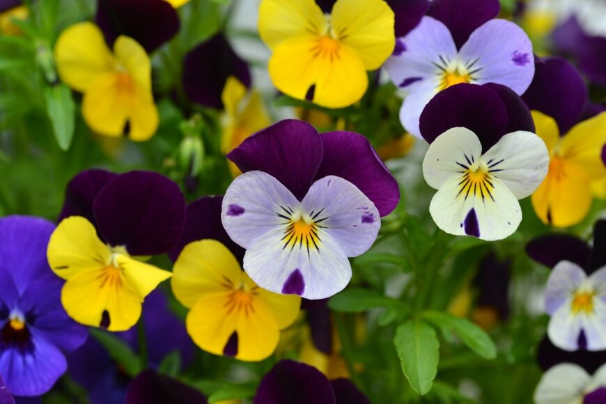 紫、黄色、ブルーなど、色とりどりの花を咲かせている、ビオラ