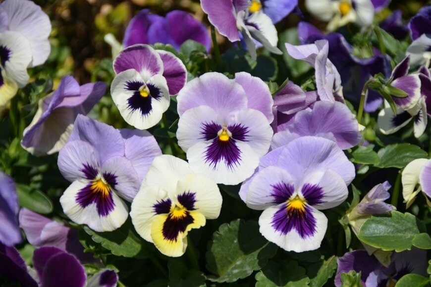 白い花の真ん中に紫色の模様が入っている、ビオラのブロッチ柄