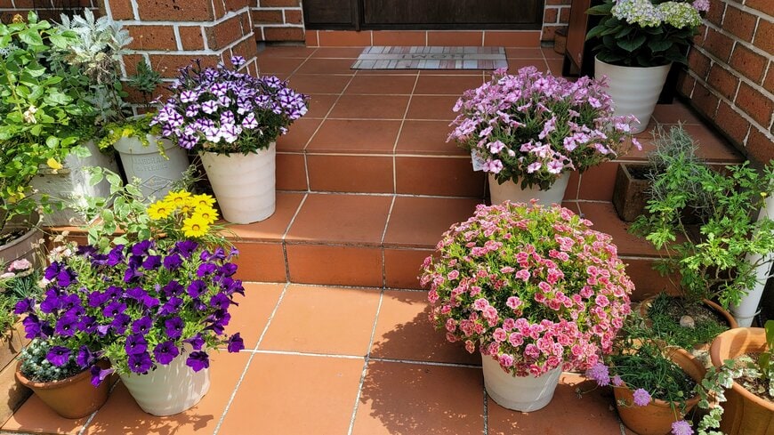 筆者が冬越しさせた花々の写真