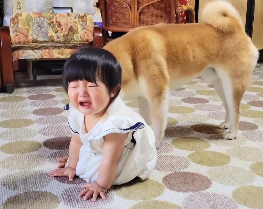 柴犬と女の子