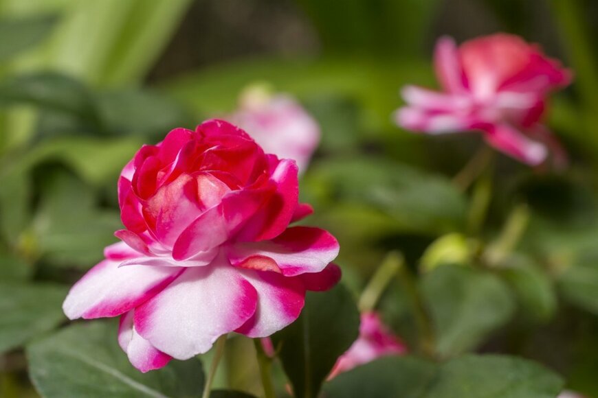 インパチェンスの花、色はピンクと白のマーブル