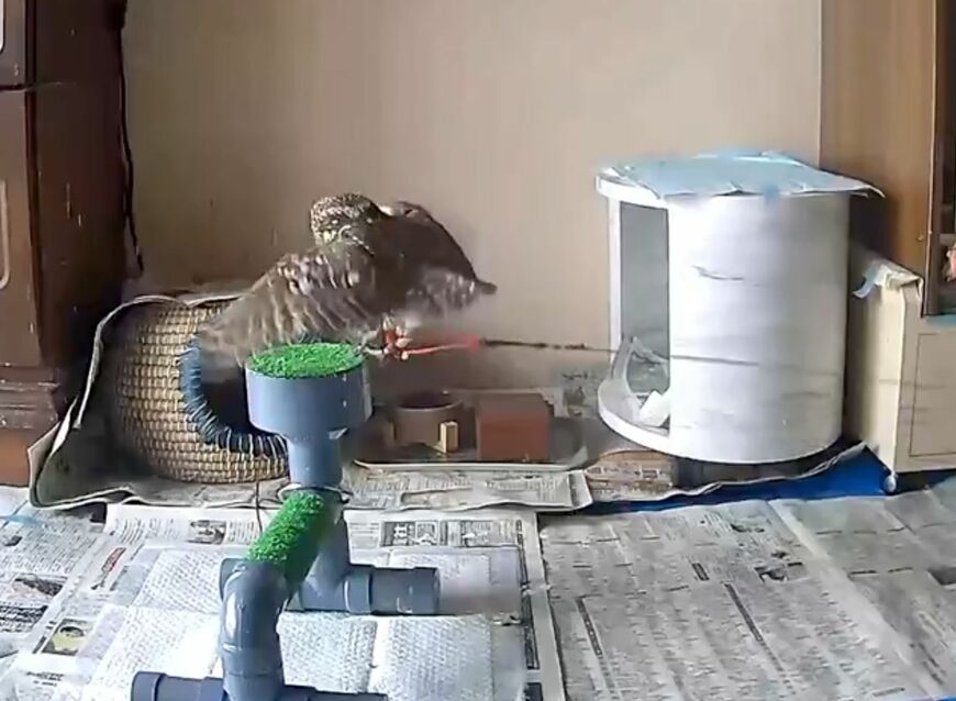 投稿動画のワンシーン