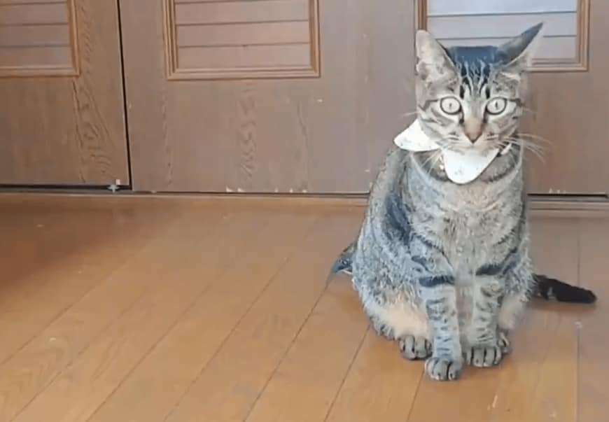 猫と亀
