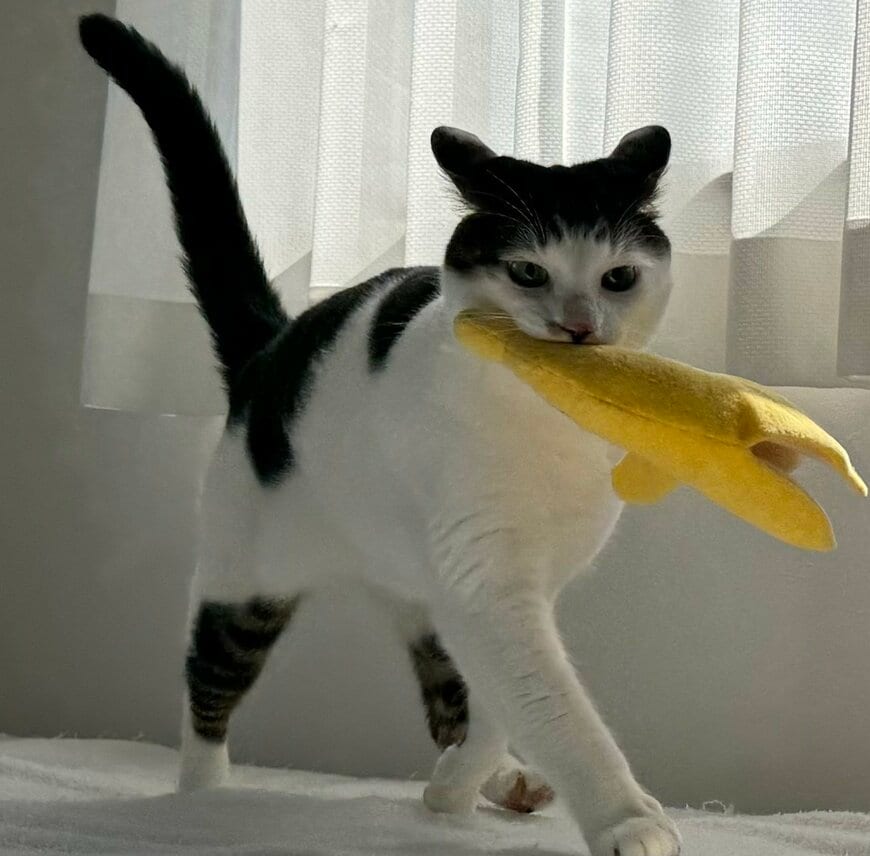 配達員の猫
