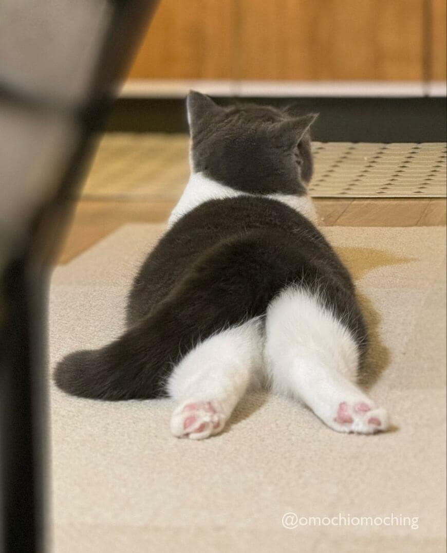 お尻を見せる猫