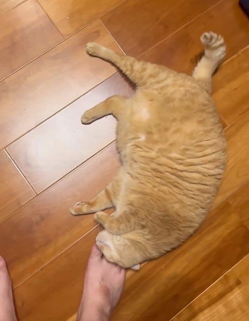 一緒に寝たい猫