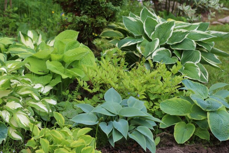 ホスタ、別名ギボウシが群生している。葉の色は明るい緑、深い緑、白い斑入りの緑など。