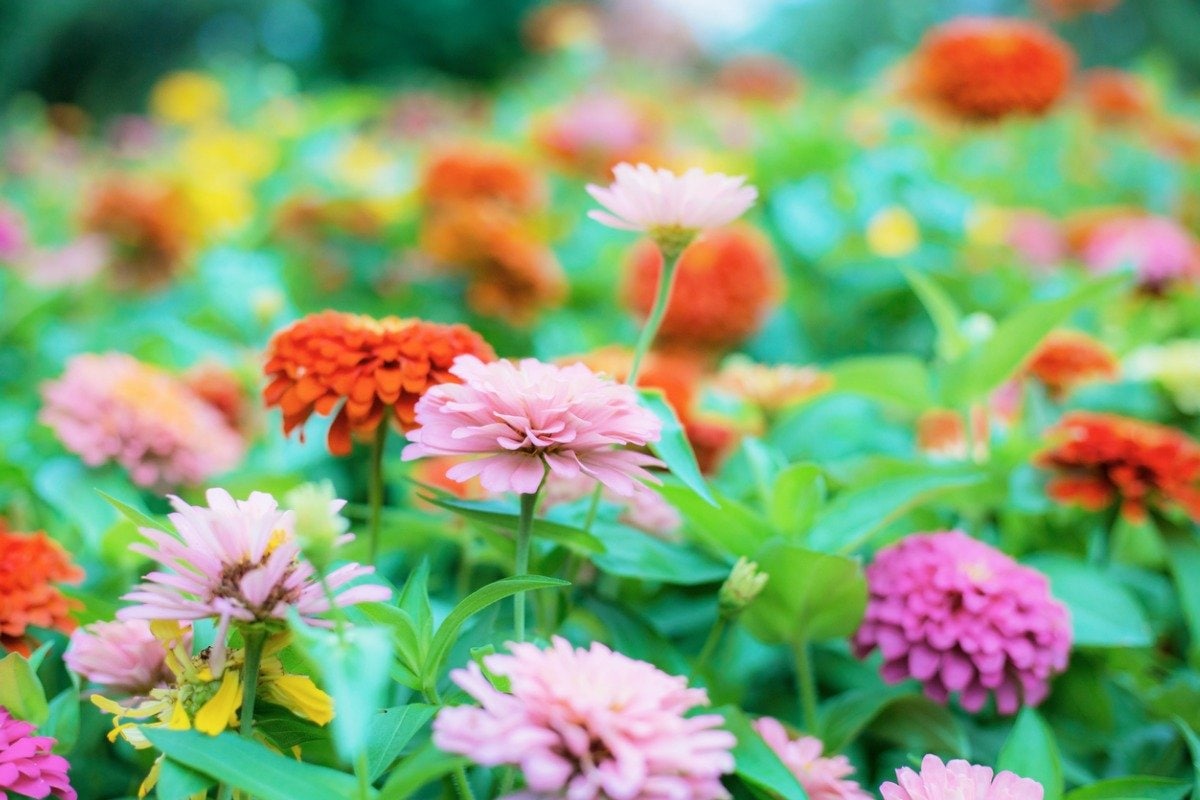 【ガーデニング】暑い夏も〈一年草7選〉は鮮やかにこんもり咲き誇る ボリュームたっぷりの花々が賑わす夏の庭に | LIMO | くらしとお金の ...