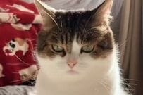 【ヤキモチ】飼い主が「猫カフェ」に行った結果…　飼い猫が見せた「かわいすぎる表情」に思わずキュン