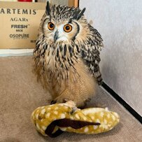 フクロウがお気に入りのウツボさんと遊ぶこと12年→「一心同体」な関係性にほっこり