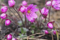 【ガーデニング】春の花壇に咲かせたい「可憐な花7選」多年草・一年草