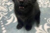 「ママニンゲンー」保護された子猫の、健気な報告姿に注目集まる