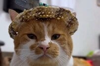 帽子をかぶり「散歩の準備」ができた猫ちゃん　急に「まったりモード」になった理由がかわいい