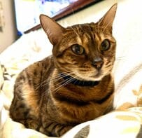 「秘技しっぽマスク」瞳が美しい美猫→器用に顔を隠した熟睡姿に思わずほっこり