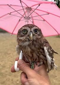 【傘越しに春を探すフクロウ】お花をバックにポーズを決める姿に「かわいい〜」の声