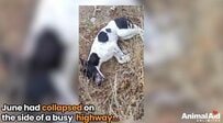 【保護犬】高速道路脇で倒れていた犬　優しさがつないだ命の軌跡に「助けてくれてありがとう」