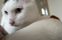 【癒し】個性豊かな5匹の猫ちゃんが可愛い！自由気ままな様子にコメント欄ほっこり