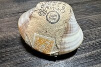骨董市の片隅で見つけた「貝殻」　何かが封印されているような異様な見た目とその中身に「まだ現物が現存するんですね」