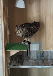 【人間の指示がわかるフクロウさん】飼主さんの「おうち！」の声で自分で小屋へ帰る様子が話題