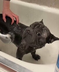 人間の都合による「無理な育種」で生まれた犬を保護　家族と出会う幸せな結末に「よかった」「もっと知ってほしい」