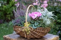 【冬の寄せ植え】センスよく見せる〈3つのコツ〉＆〈おすすめ植物7選〉初心者さんでも簡単！