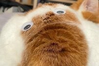 ゾウに見える「ふわふわな生物」が話題に　まさかの正体に「ウケた」「違うものにも…」