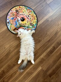 兄猫がジャンプで入れた場所に弟猫が挑戦した結果…→かわいいリアクションに笑ってしまう