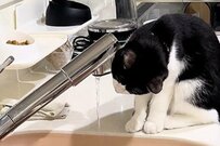 子猫が「水を見つめている姿」を撮影　まさかの行動に「理解力早い」「考えてる後頭部が愛おしい」