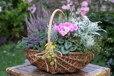 冬の寄せ植え】センスよく見せる〈3つのコツ〉＆〈おすすめ植物7選