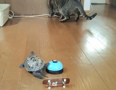 ベルを鳴らして、ずり落ちて、さらに小雪ちゃんの後を追う