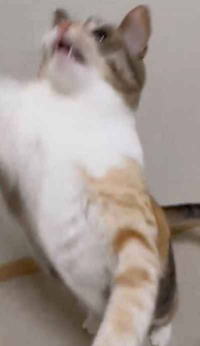 投稿動画のワンシーン