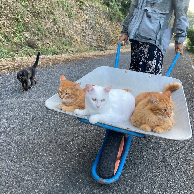 散歩で「電車ごっこ」を楽しむ猫達 一輪車に乗り満喫する珍しい光景に癒やされる